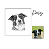 Daisy dog portrait with reference photo